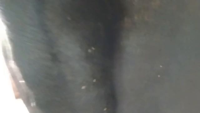 Быка загрызли пчёлы