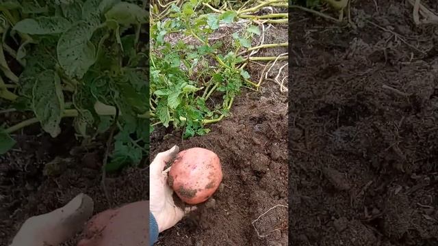 Картошка на отработанном компосте шампиньона смотреть онлайн