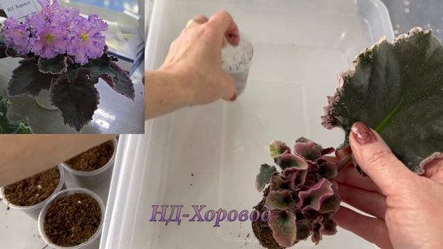 Новинки фиалок. Разделяем детки смотреть онлайн