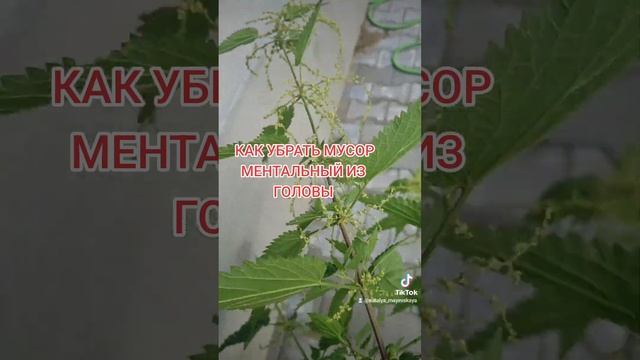 КРАПИВА ПОД МАТРАСОМ - ОЧИСТИТЬ РАЗУМ, УБРАТЬ МЕНТАЛЬНЫЙ МУСОР смотреть онлайн