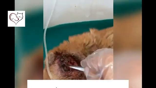 Remove Maggots from poor dog смотреть онлайн