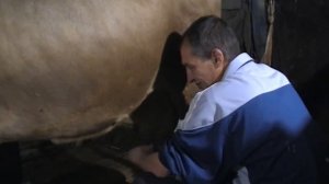 Как доить швицкую корову / подготовка и доения коровы первотелки.