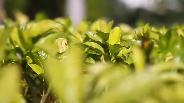 Canon Eos 7D HD Video camera 24-70mm L 2.8 lens Pro Rail Camera System Glider Field test смотреть онлайн