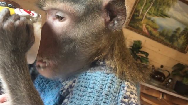 Вкусная болтушка (Домашние макаки) смотреть онлайн