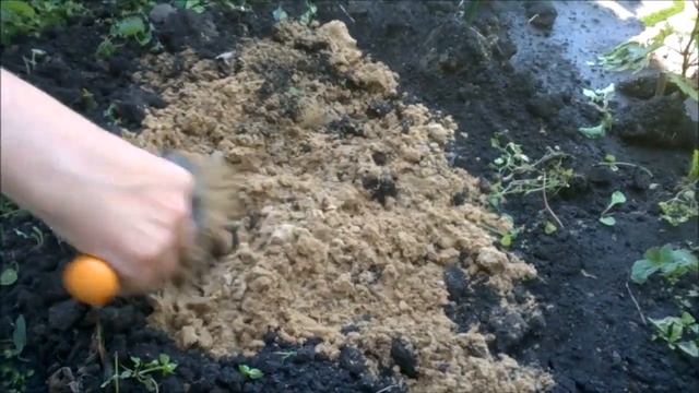 как из черенка вырастить кустарник смотреть онлайн