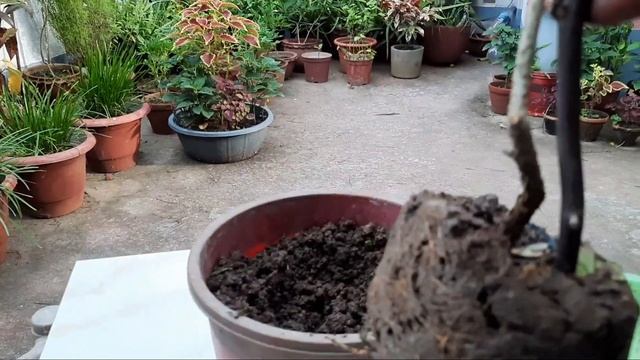 Tecoma Flower Plant Plantation And Care // Tecoma Flower // Tecoma Care