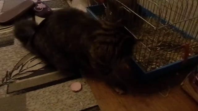 кошка ворует еду у крольчихи 3 смотреть онлайн