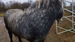 ЛОШАДИ/ САН САНЫЧ ВЫБРАЛ ЛОШАДЬ ДЛЯ ПОКУПКИ