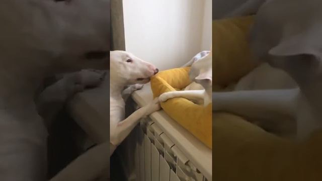 #котопес #бультерьер #кот #котипес #минибультерьер #мирибуль #catanddog #bullterrier #minibull... смотреть онлайн