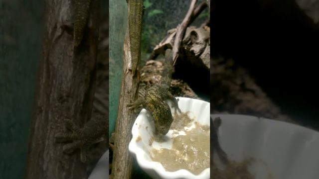 Eurydactylodes Agricolae Male Eating