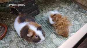 СОШЛИ С УМА? ПОПКОРНИНГ у Морских Свинок / SvinkiShow