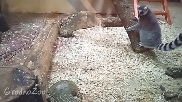 Спасение лемуров от зимней хандры смотреть онлайн