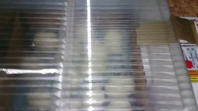 Блиц Норма, инкубация индоутиных яиц,моя первая инкубация!!!