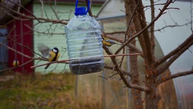 Веселая карусель для деревенских птиц синиц смотреть онлайн