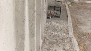 Ловим дикую кошку котоловкой. Все попытки оказались тщетными.