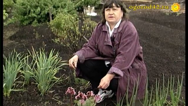 Бадан: украшение сада весной и - лекарство смотреть онлайн