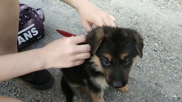 Вышли с Арчи от заводчика (щенок немецкой овчарки 1 месяц и неделя) смотреть онлайн