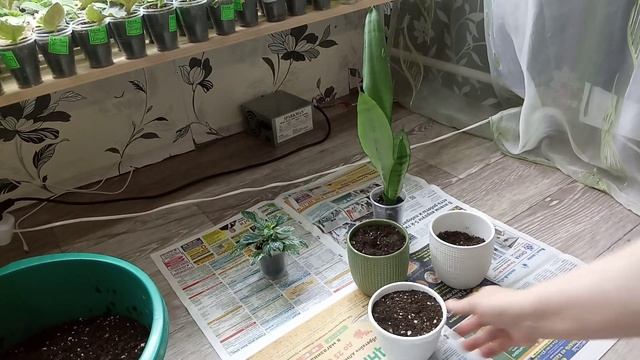 Комнатные Растения. Новые Горшочки. Небольшая Пересадка. смотреть онлайн