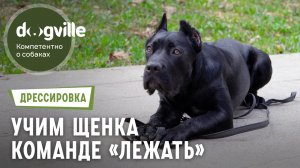 Изучение команды «Лежать» – Дрессировка щенка кане-корсо