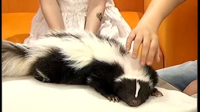 Ручной скунс в Екатеринбурге/Как пахнут скунсы смотреть онлайн