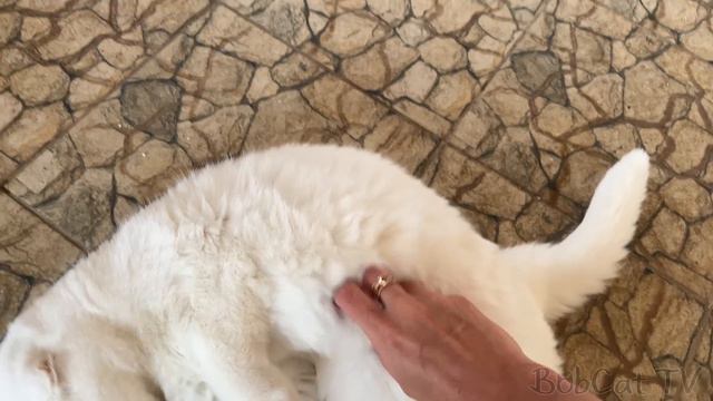 ПУМУ И РЫСЕЙ ЗАВАЛИЛО СНЕГОМ / Кошки кайфуют от запаха бобра как от валерьянки