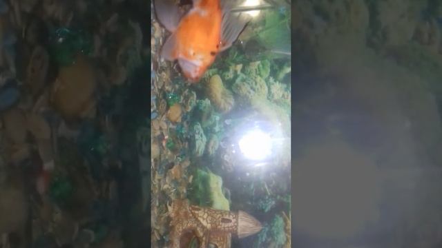 МОИ ДОМАШНИЕ АКВАРИУМНЫЕ РЫБКИ,УХОД И ПИТАНИЕ смотреть онлайн