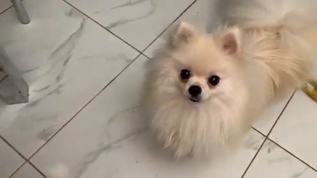 Лакомимся легким собственного приготовления. смотреть онлайн