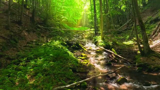 моцарт слушать _ 1 из величайших композиторов 18 века и самые известные произведения 🎼🎼 (1).mp4 смотреть онлайн