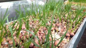 Лук на перо зимой в теплице. Мой опыт