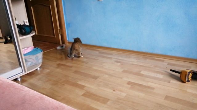 Киса и заячий хвост смотреть онлайн