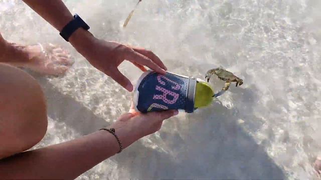 Животные острова Самуи. смотреть онлайн