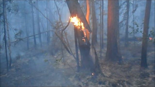 БЕРЕГИТЕ ЛЕС видеоролик Баргузинской школыАвторСуровая Ольга Геннадьевна и 10а класс 720 смотреть онлайн