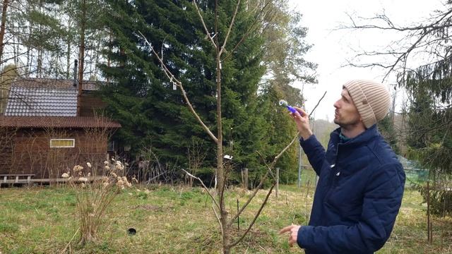 Дерево сад груша в Ленобласти смотреть онлайн