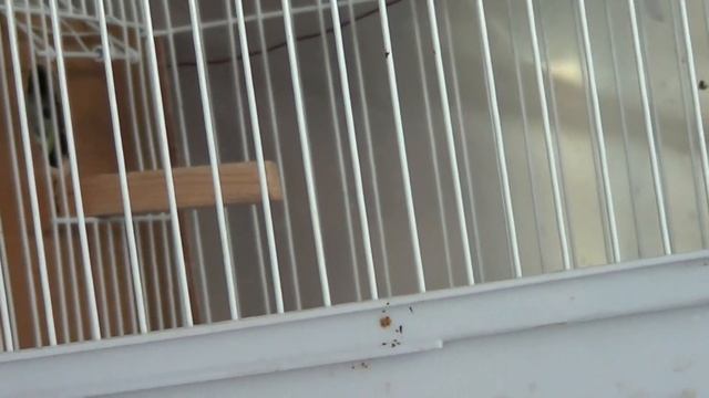 ПОЖАР В КАБИНЕТЕ / ЭТО НЕ ЦИРК / ПРИЙДЁТСЯ ПОТЕРПЕТЬ / ЗАЧЕМ ЕЙ МЕШЁК смотреть онлайн
