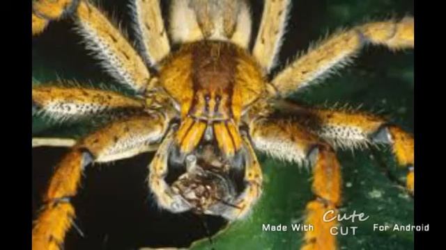 #рек чем же опасен банановый паук