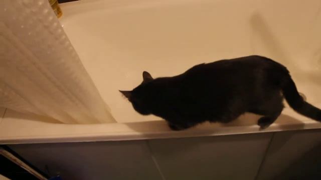 Прикол. Котенок пьет воду только из под крана смотреть онлайн