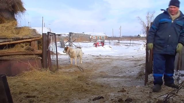 Будни фермера Бажениты ЮМЗ вытащили трактор Т-40 из сугроба