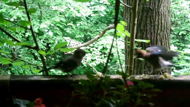 Птенцы сойки на балконе смотреть онлайн