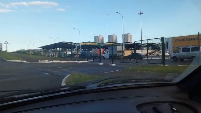 Куры породы Адлерская серебристая смотреть онлайн