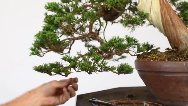 Sabina Juniper Bonsai Time-Lapse смотреть онлайн