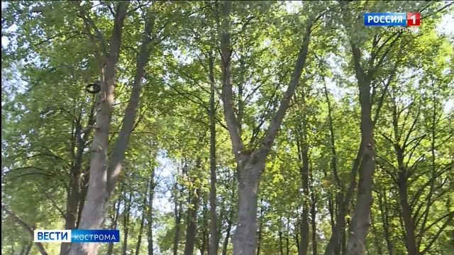 Набережную Волги в Костроме украсят скамейки с фонарями под старину и велодорожки смотреть онлайн