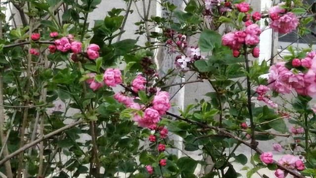 Цветущие деревья - Цветущая Сакура | Flowering Trees - Flowering Sakura смотреть онлайн