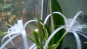Гименокаллис - уход и цветение в домашних условиях. //Hymenocallis-care and flowering at home.//
