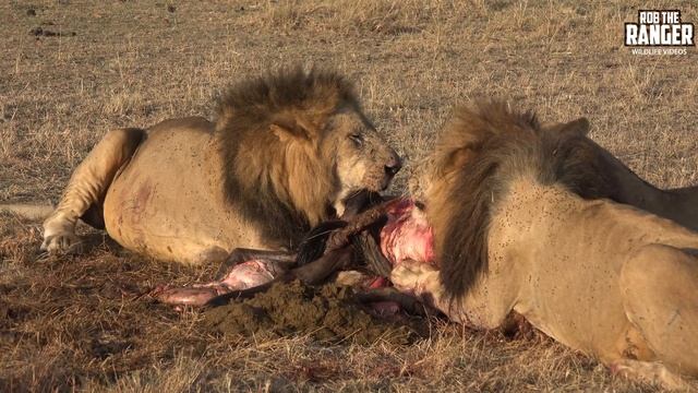 Lions Have Gnu For Breakfast | Maasai Mara Safari | Zebra Plains смотреть онлайн