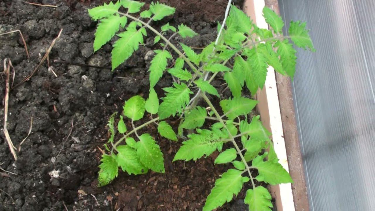 Простой способ высадки рассады томатов в теплицу. Заправка лунки. Подвязка томатов смотреть онлайн