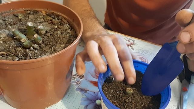 Как Сохранить Бегонию клубневую на зиму Отлично зимует до весны