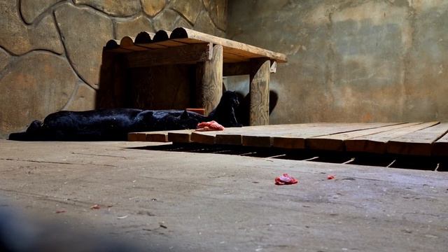 Чёрная Пантера- первое знакомство Шанель с мясом смотреть онлайн