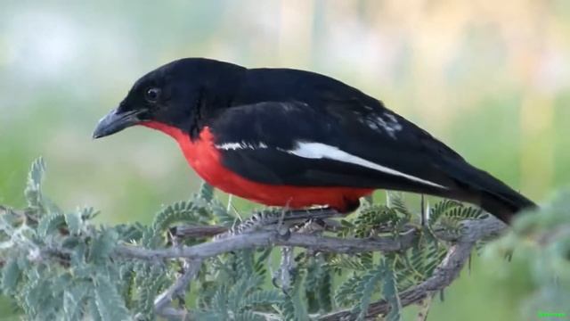 Красногрудый певчий сорокопут (Crimson breasted shrike) смотреть онлайн