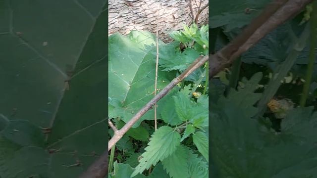 Как же мне повезло. Грибы Лесная Курятина, лесное мясо, трутовик ТСЖ в старом липовом лесу. Смоленс смотреть онлайн