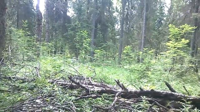 Самая высокая точка, Пудожский район - вершина Верхнеандомской горы - 4 ч из 7 смотреть онлайн